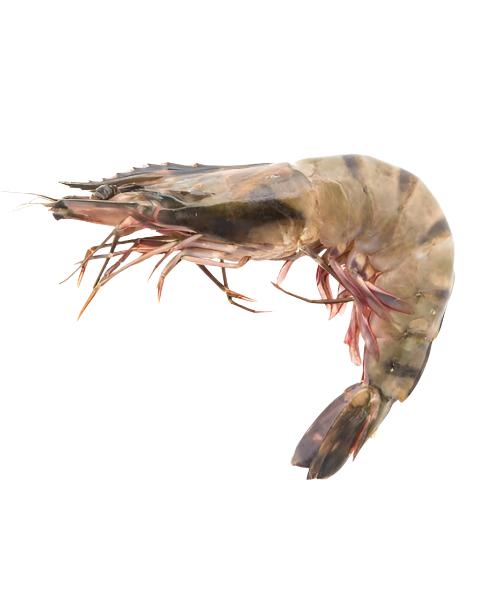 ADRIENNE BLACK TIGER PRAWNS 1KG SIZE 8/12