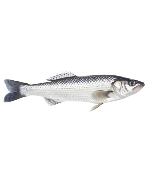 GREY MULLET