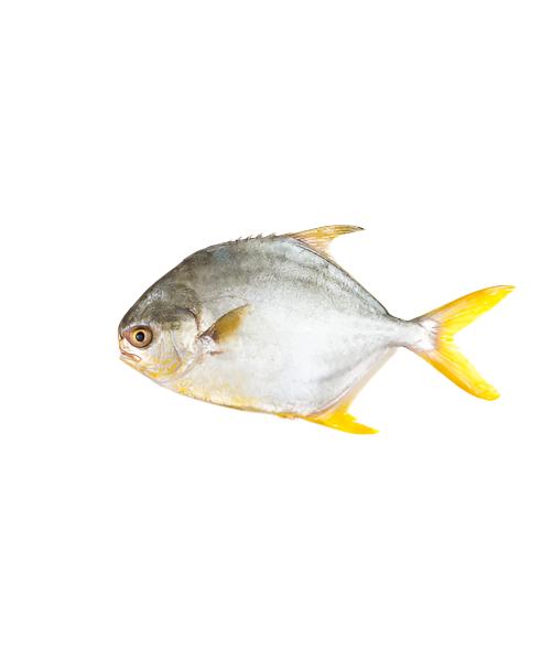 GOLDEN POMFRET 2KG SIZE 500/600